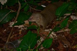 Mangouste © Parc national de la Guadeloupe