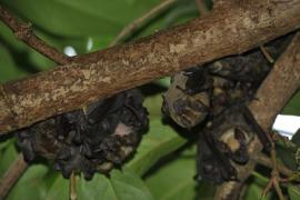Chauve souris © Parc national de la Guadeloupe