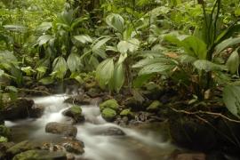 - Parc national de la Guadeloupe