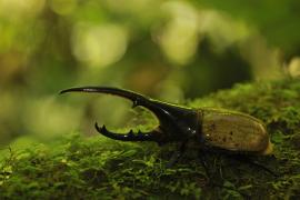 Dynaste © F.Salles - Parc national de la Guadeloupe