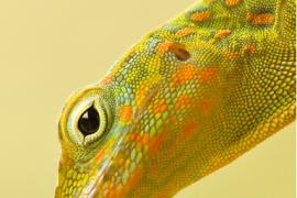 Anoli © F.Salles - Parc national de la Guadeloupe