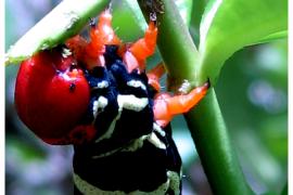 chenille © M.Dumoulin - Parc national de la Guadeloupe