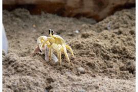 Crabe © G.Van Laere - Parc national de la Guadeloupe