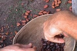 La fève de cacao © Parc national de la Guadeloupe