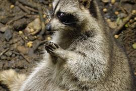 Racoon © Parc national de la Guadeloupe