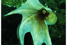 poulpe © M.Dumoulin - Parc national de la Guadeloupe