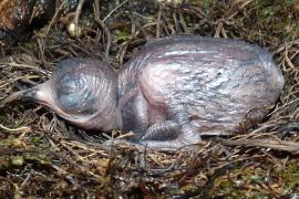 Martinet sombre nouveau né © Parc national de la Guadeloupe