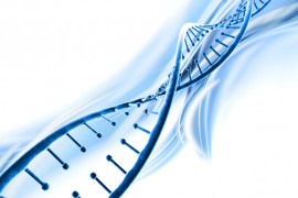 Représentation modèle ADN
