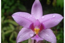 Orchidée spathoglottis plicata