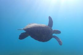 Tortue verte dans la baie de Malendure © Laura Pittino - Parc national de la Guadeloupe 2016