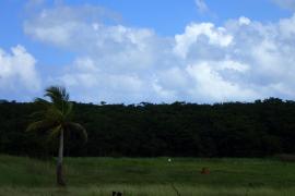 Forêt marécageuse de Golconde, Abymes © Parc national de la Guadeloupe 2016