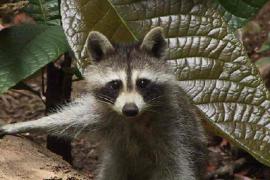 Racoon