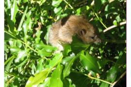 Rat noir (Rattus rattus)