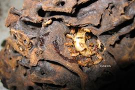 Reine termites genre Nasutitermes