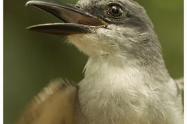Tyran gris - F. Salles © Parc National de la Guadeloupe