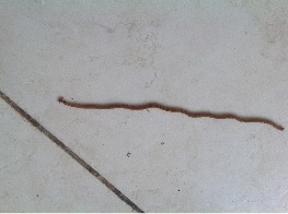 Plathelminthe - bipalium kewense.jpg