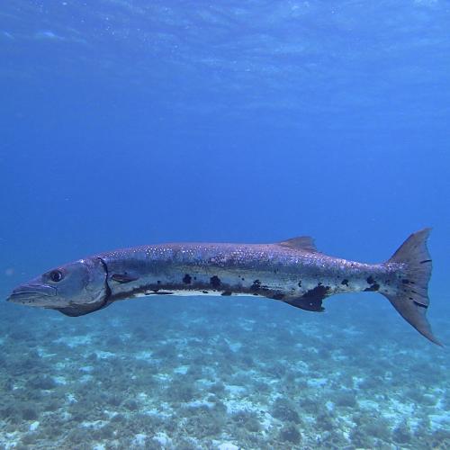 cpdp-barracuda.jpg