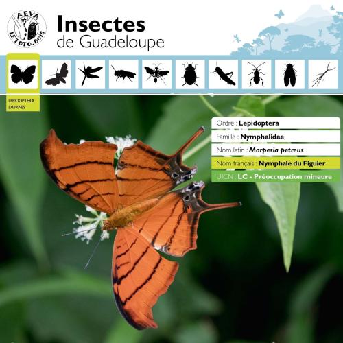 2022_fiches_insectes_morne_a_louis2_page-0007.jpg