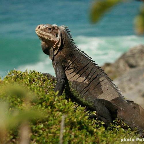 Iguane des Petites Antilles 