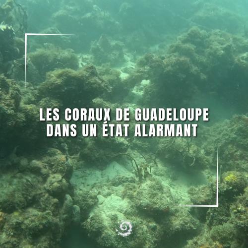 Coraux de Guadeloupe