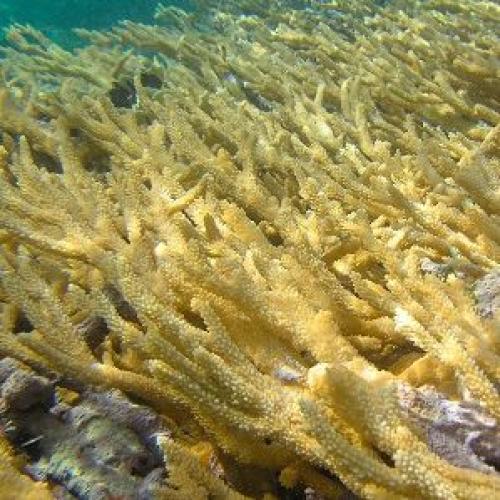 acropora_prolifera.jpg