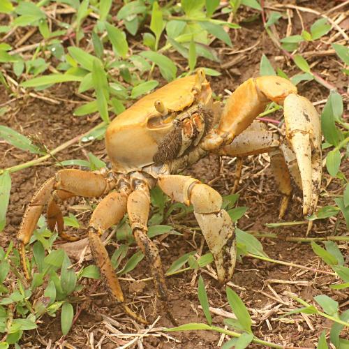 crabe_de_terre_c_regis_gomes-2.jpg