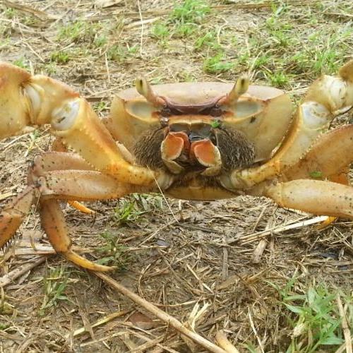 crabe_de_terre.jpg