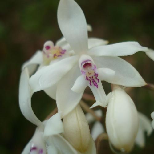 orchidee_2_celine_lesponne.jpg