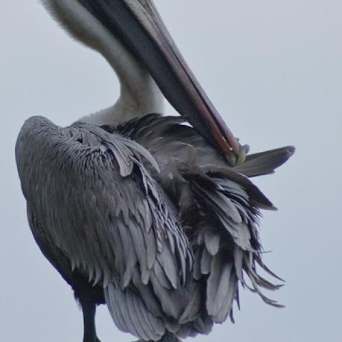 pelican_brun.jpg