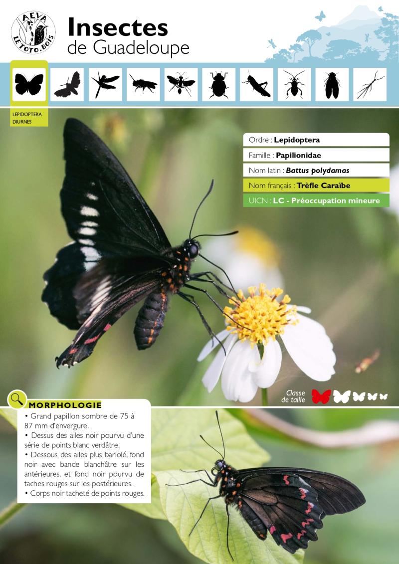 2022_fiches_insectes_morne_a_louis2_page-0009.jpg