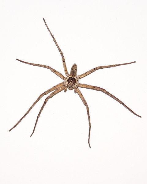 L'araignée Babouk : la gardienne à la mauvaise réputation