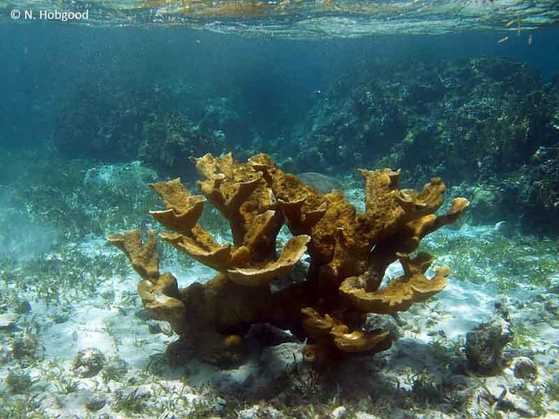 acropora_palmata_n_hobgood_.jpg