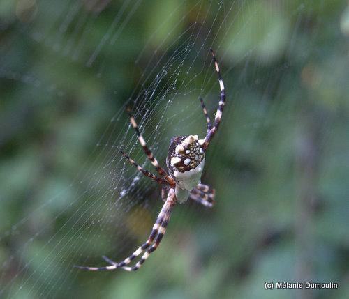 argiope_argentata-26337.jpg