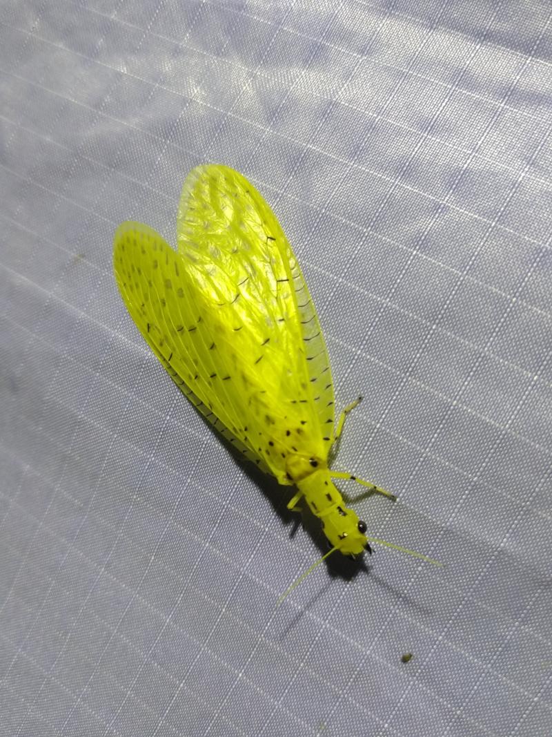 chloronia_antilliensis.jpg