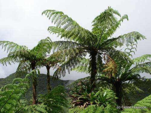 fougere_arborescente_soufriere-d4ed6.jpg