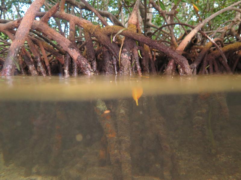 mangrove.jpg