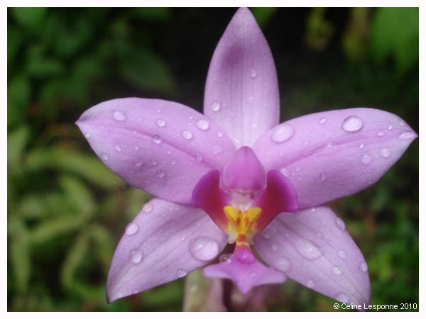 orchidee_spatoglotis_plicata_quiock-67cbf.jpg