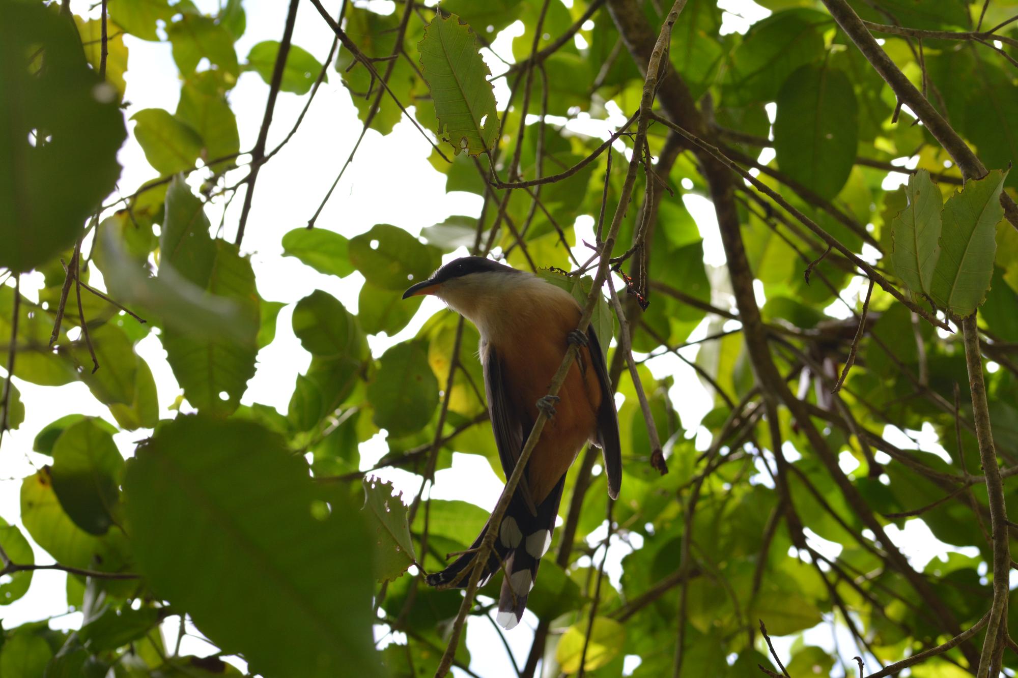 Coulicou Manioc