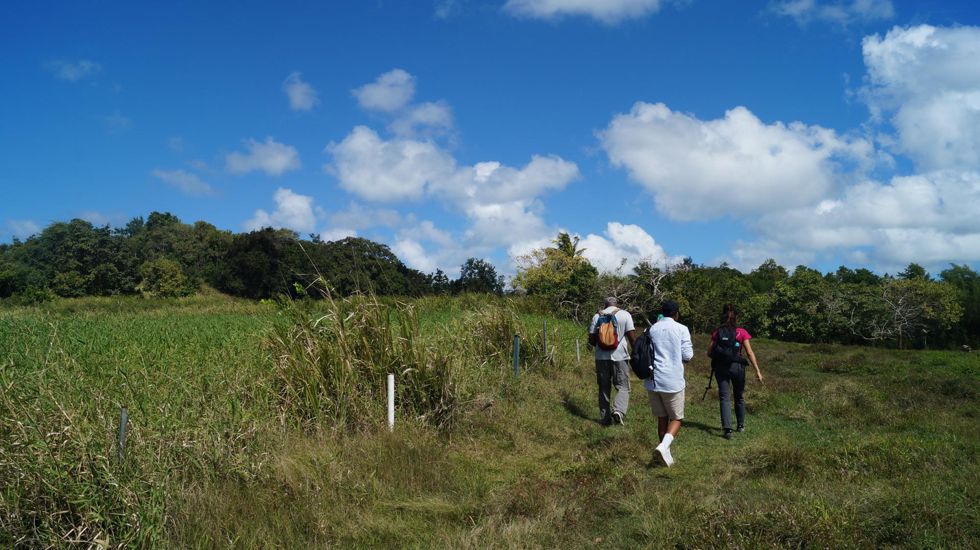 Visite de terrain à Richeval, Morne-à-l'Eau @Juliette Plouvin