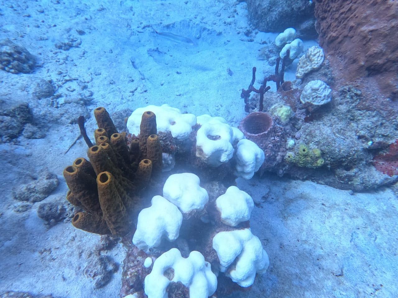 Blanchissement coraux Pigeon - Noémie Léger 