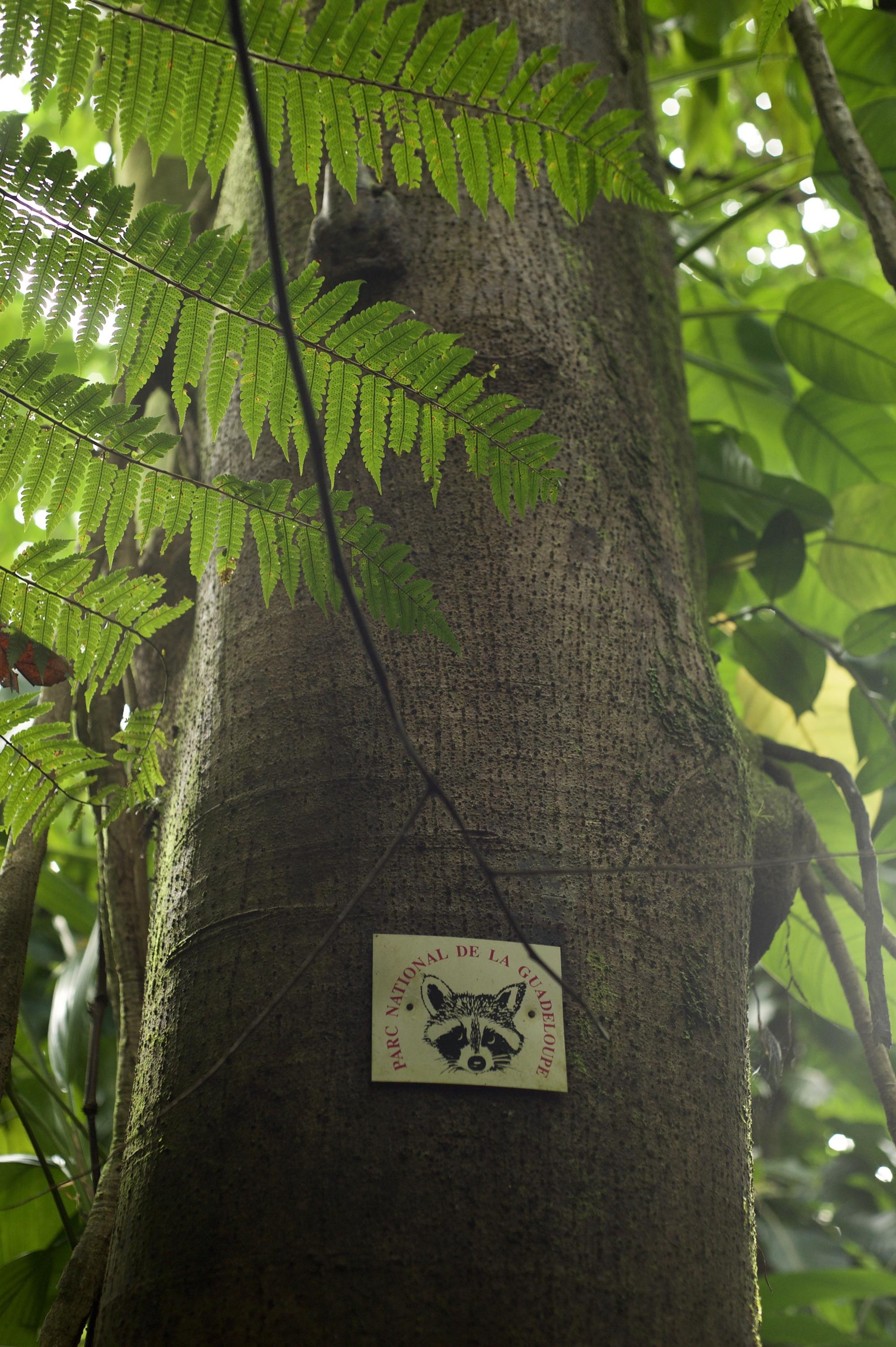 Ancienne limite des sentiers du parc national de la Guadeloupe