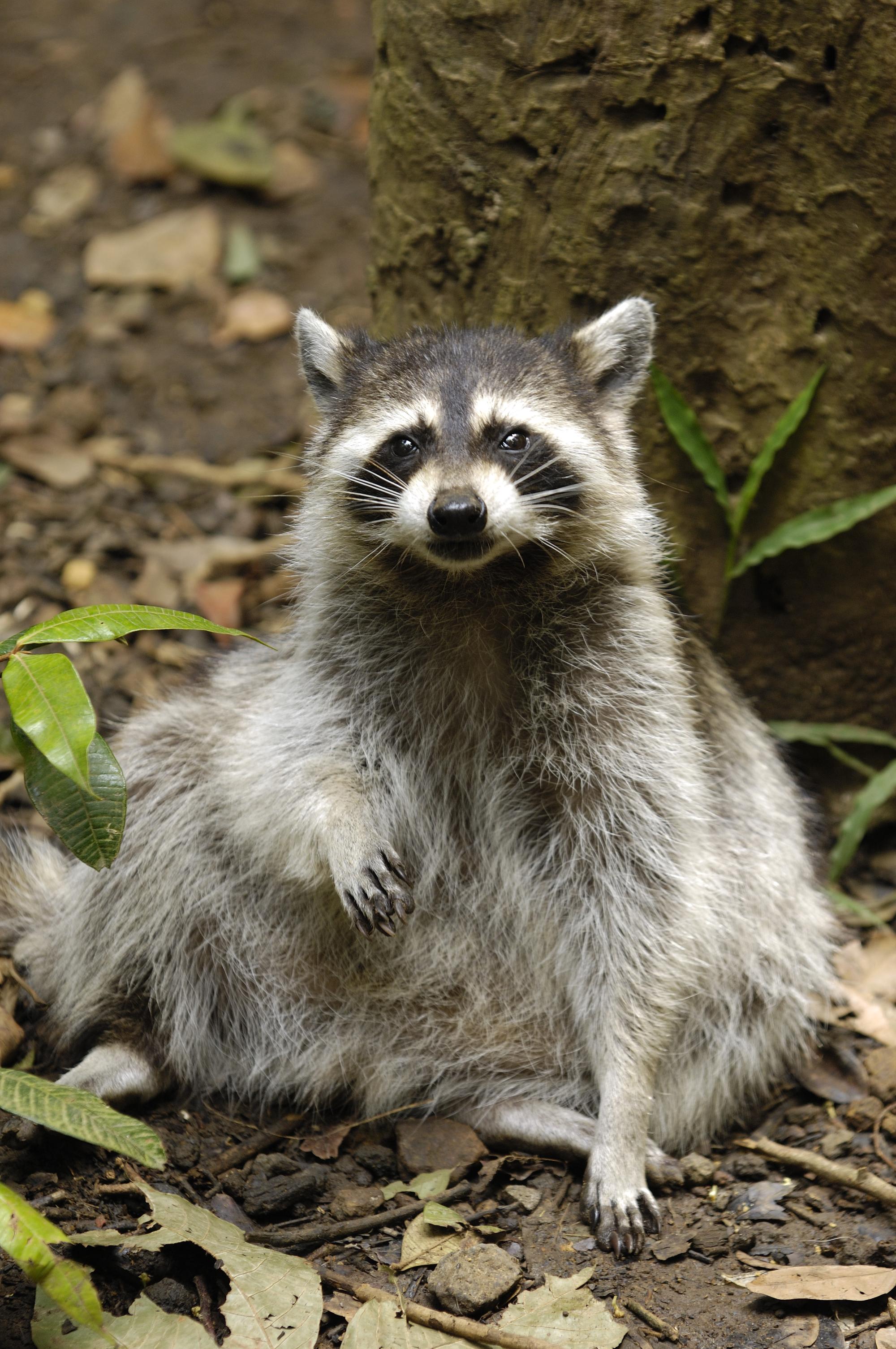 Le racoon, d’emblème du Parc à paria | Parc national de la Guadeloupe