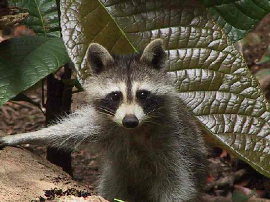 Racoo de Guadeloupe