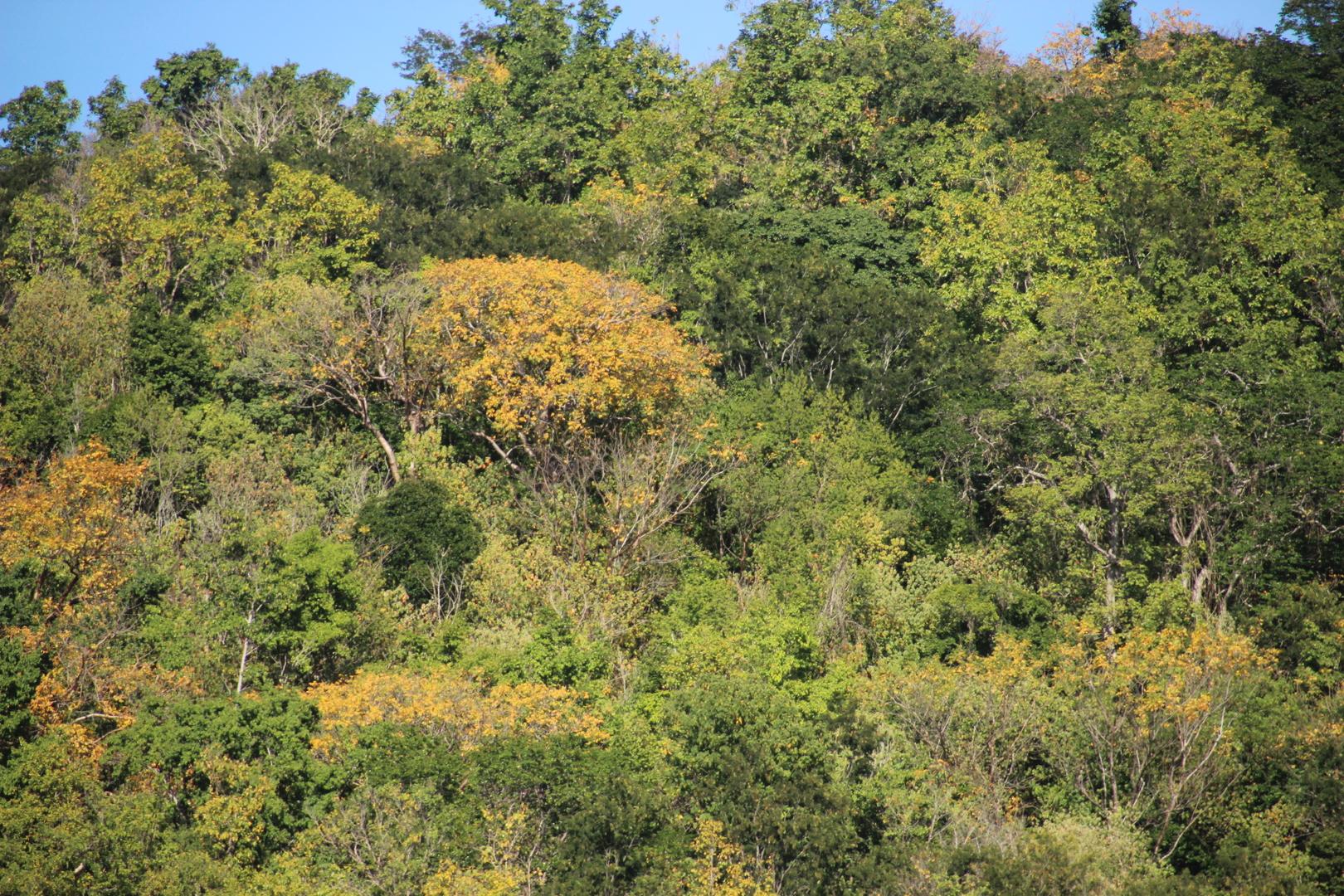 Forêt saisonnière