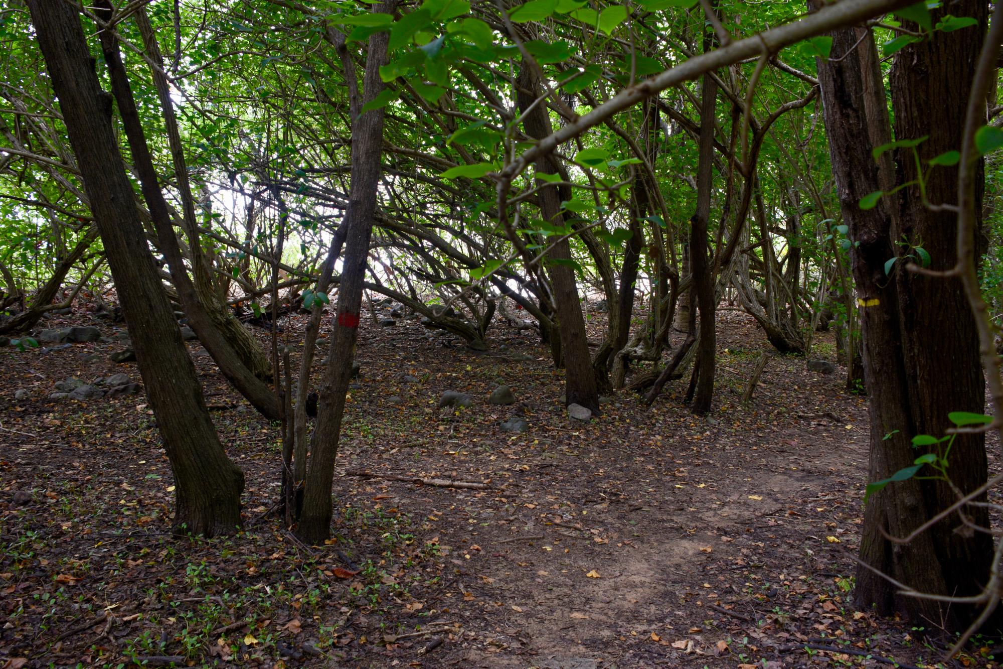 Forêt sèche