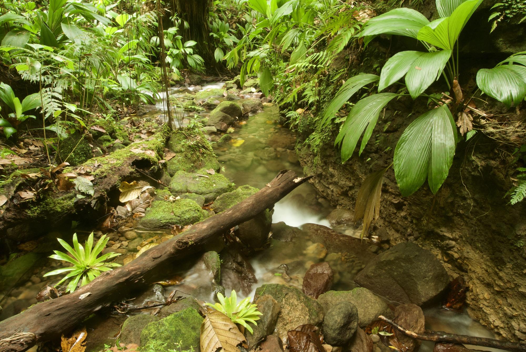 Forêt dense humide