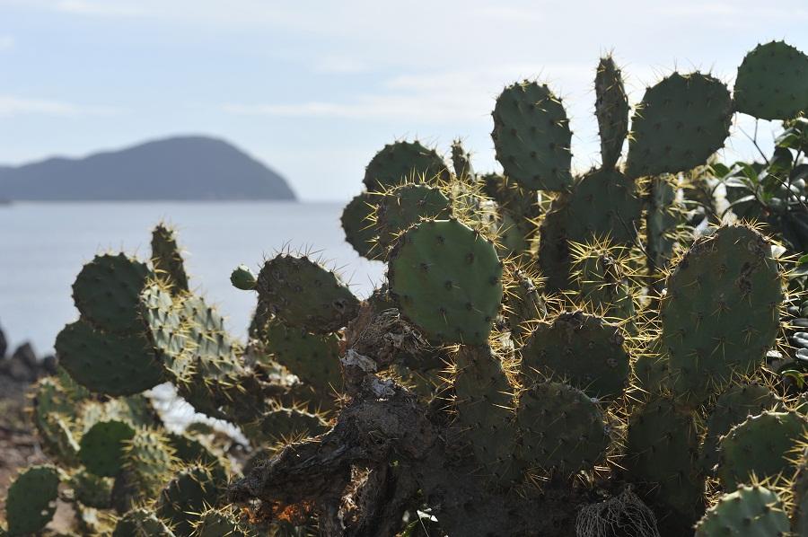 Cactus