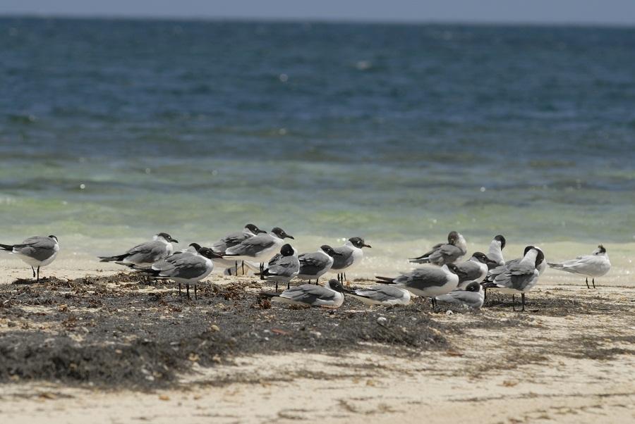Oiseaux