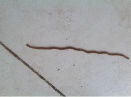 Plathelminthe - bipalium kewense.jpg