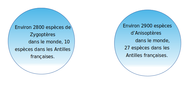 2800 espèces de Zygoptères / 2900 espèces d'Anisoptères